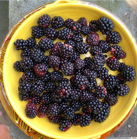 wild blackberries at jewelry designer Janet Mavec's farm