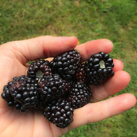 picking blackberries at Janet Mavec's farm