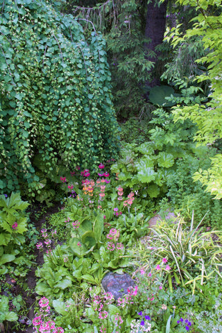 Primula x bulleesiana Canal Garden Cercidiphyllum japonicum 'Pendula'