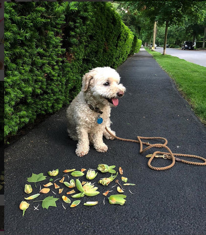 New York Nature & Dog Walking