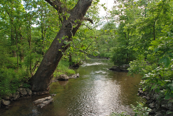 View of the river with sycamore