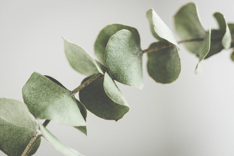 Eucalyptus