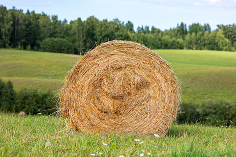 Hay