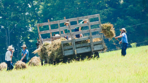 Amish men working on farm