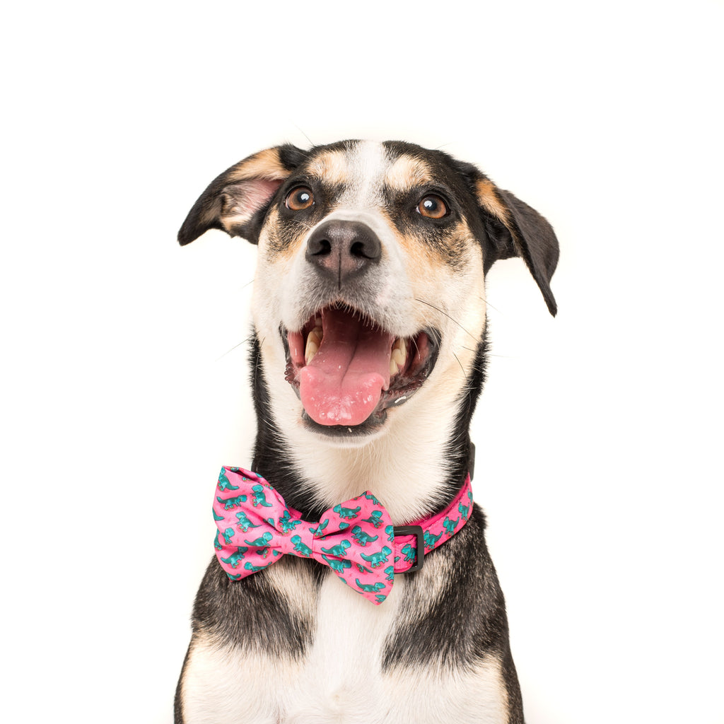 designer-dog-collar-bow-tie-for-big-small-dogs-big-little-dogs