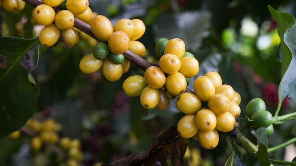 yellow coffee cherries