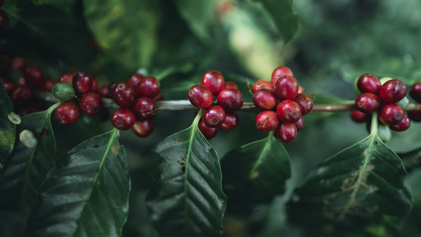 red coffee cherries on a tree