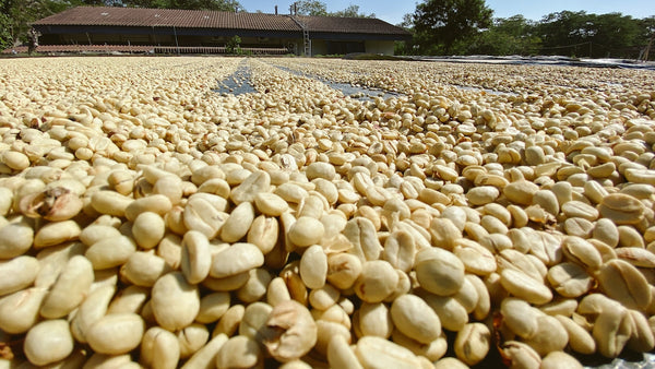 washed coffee drying