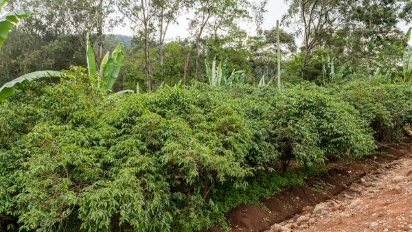 lush coffee plants in southern Ethiopia. 