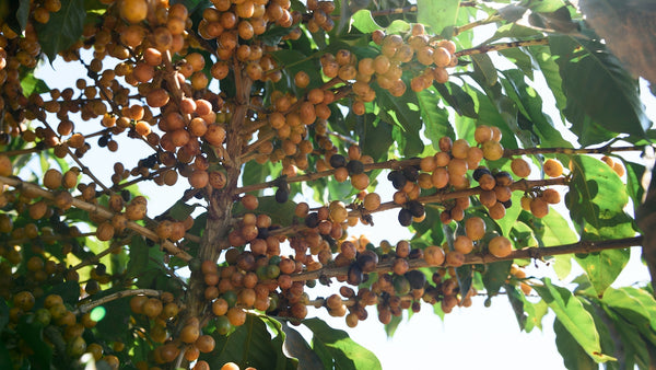 coffee cherries on a coffee tree