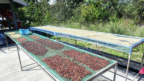 coffee drying