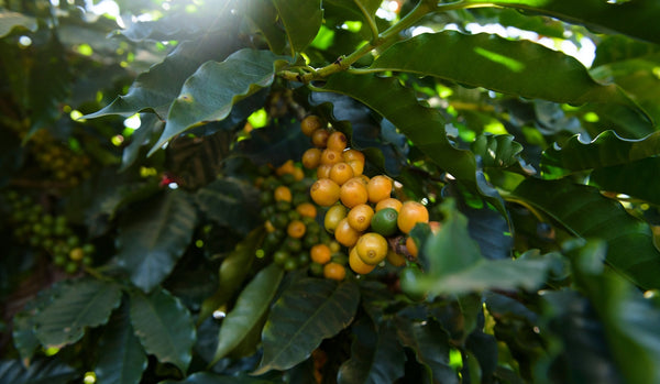 yellow coffee cherries