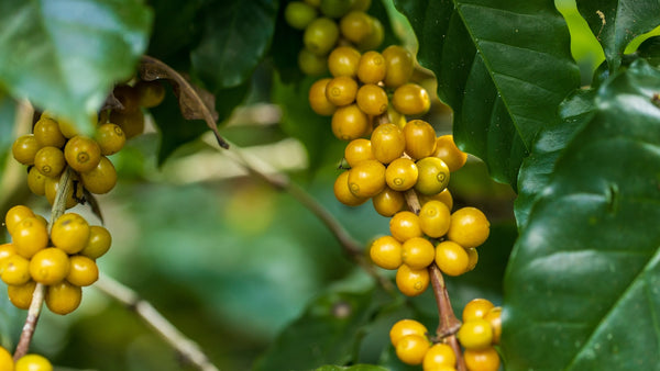 yellow coffee cherries