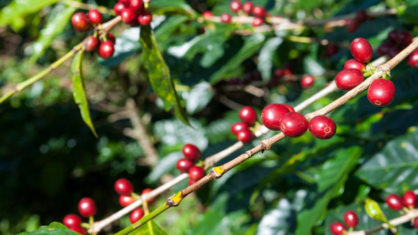 coffee cherries on a tree