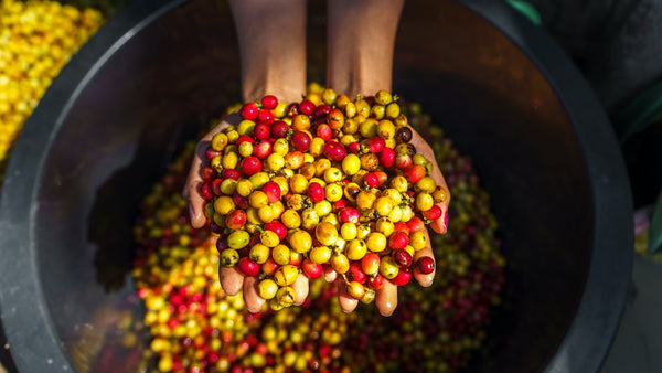 coffee cherries after they've been picked