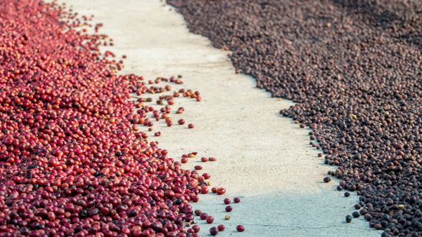 natural processed coffee drying