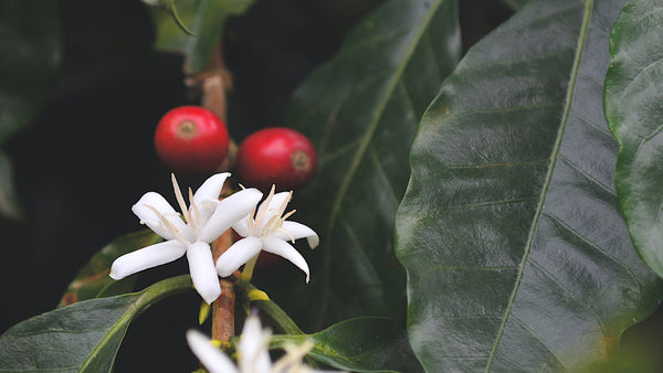 Coffee blossom and fruit in Colombia