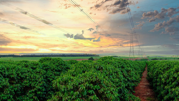 A large coffee farm in Brazil