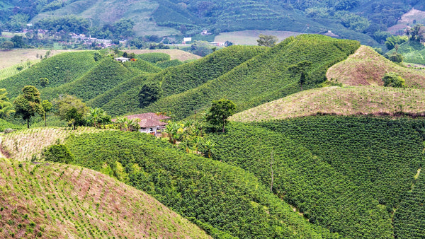Colombian hills covered with coffee plants 