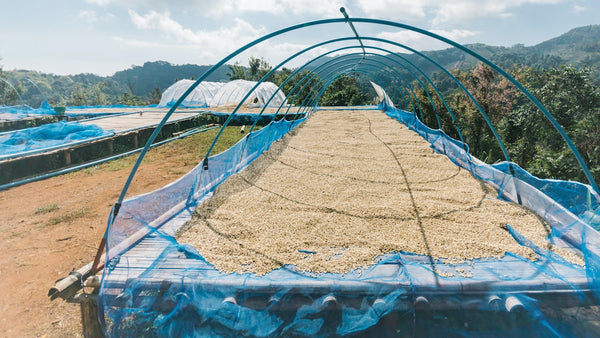 coffee drying