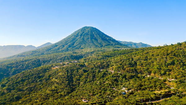 high altitude coffee farm in El Salvador. 