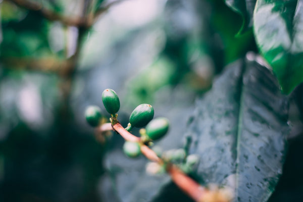 a single coffee cherry 