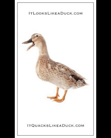 Duck, Duck, Duck, Goose! (BOTH cards)