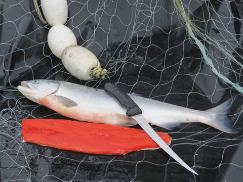 sockeye salmon filleted