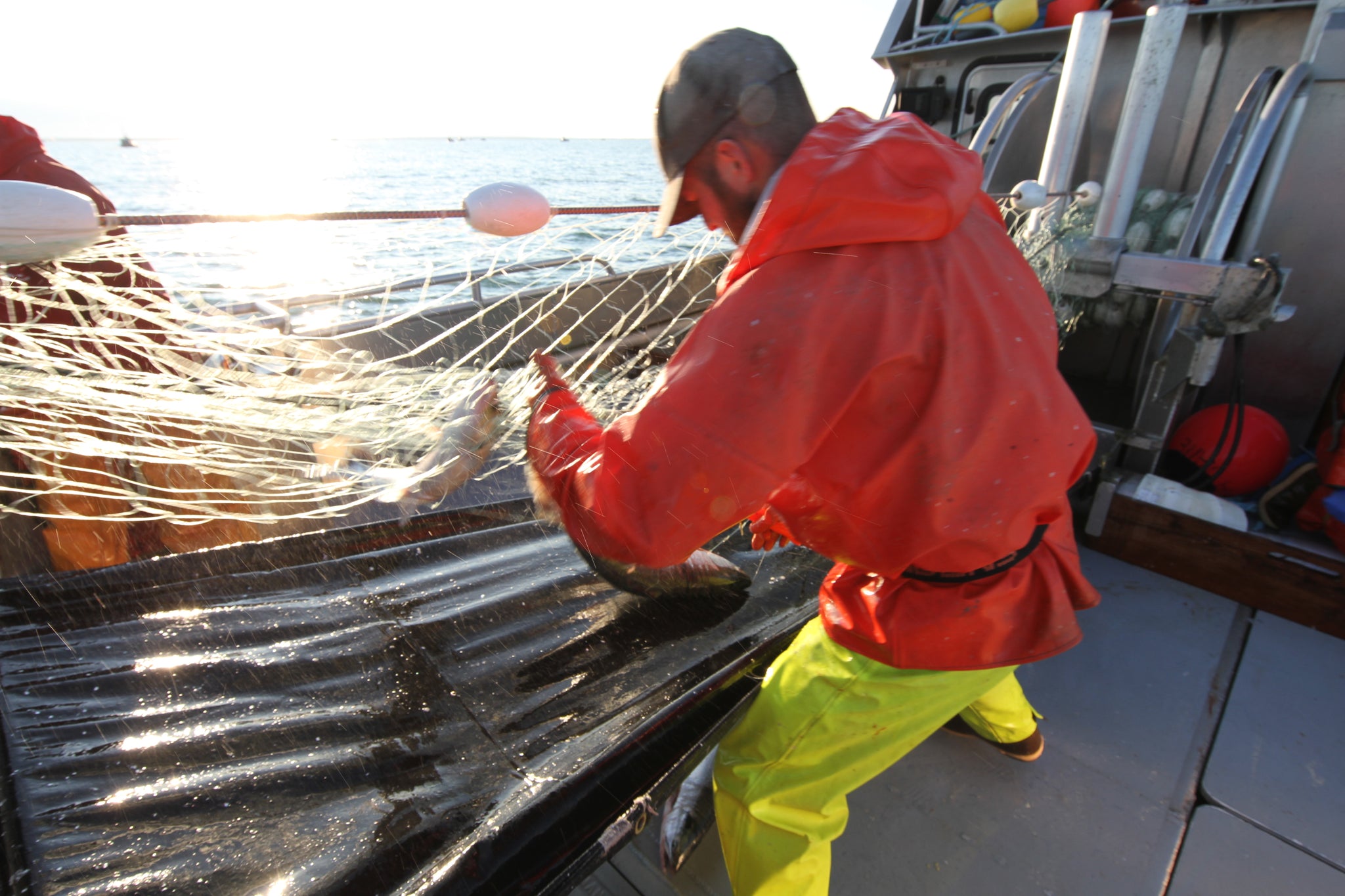 Bristol Bay Fishery - Wild Caught Seafood & Salmon - Wild For Salmon