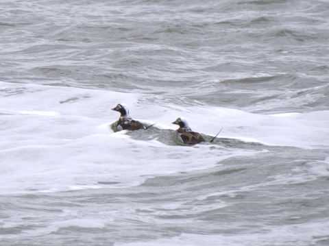 Northern Pintails spotted in the water in Alaska by Captain Steve
