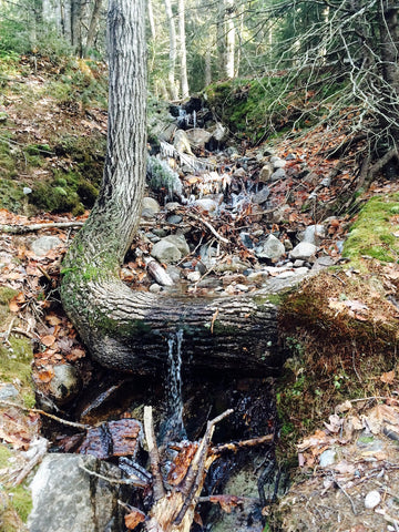 Maine woods stream