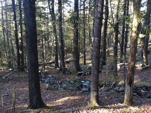 Maine woods