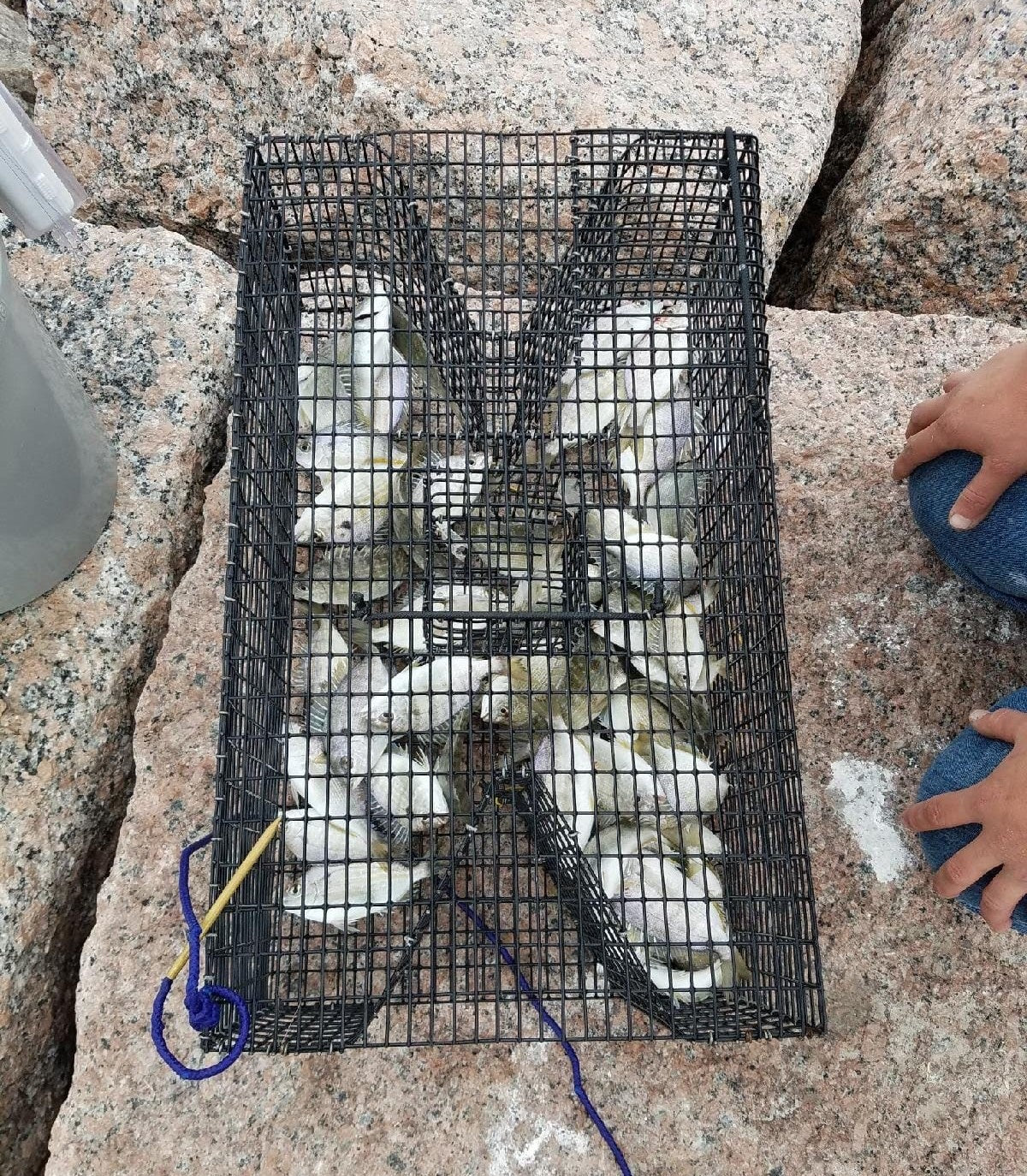 Trap Construction  Pinfish Traps, Live Bait Pens, Crab Traps