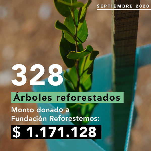 Reforestacion Arboles Nativos Fundacion Reforestemos