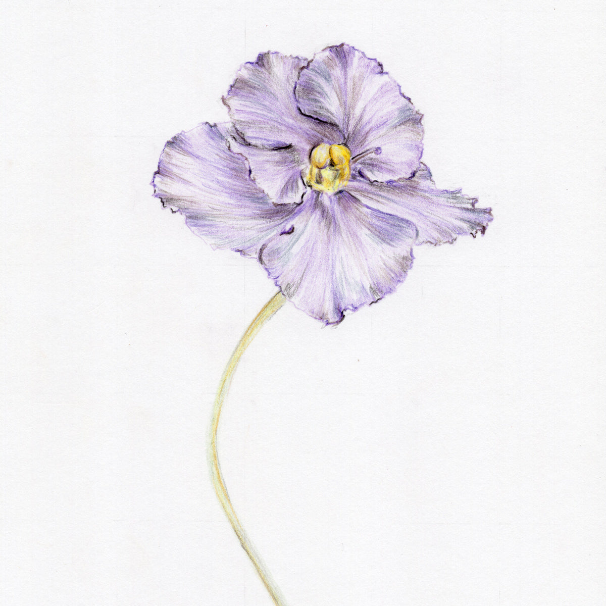 African Violet | Original Botanical Drawing – Carmen Hui Art & Illustration
