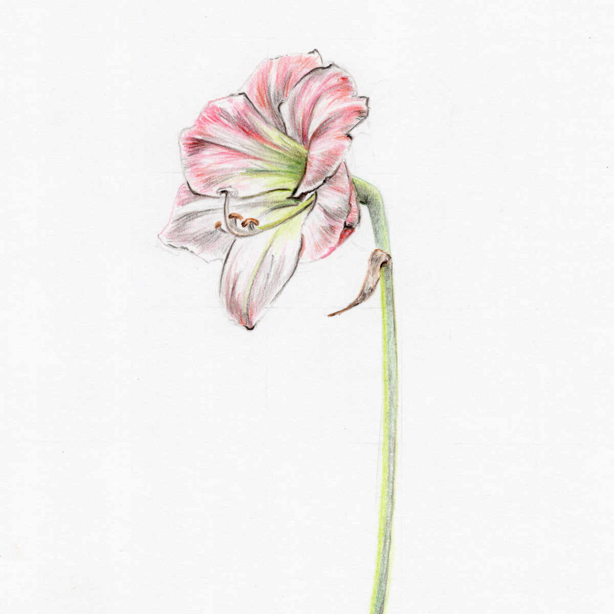 Amaryllis Original Botanical Drawing Carmen Hui Art & Illustration