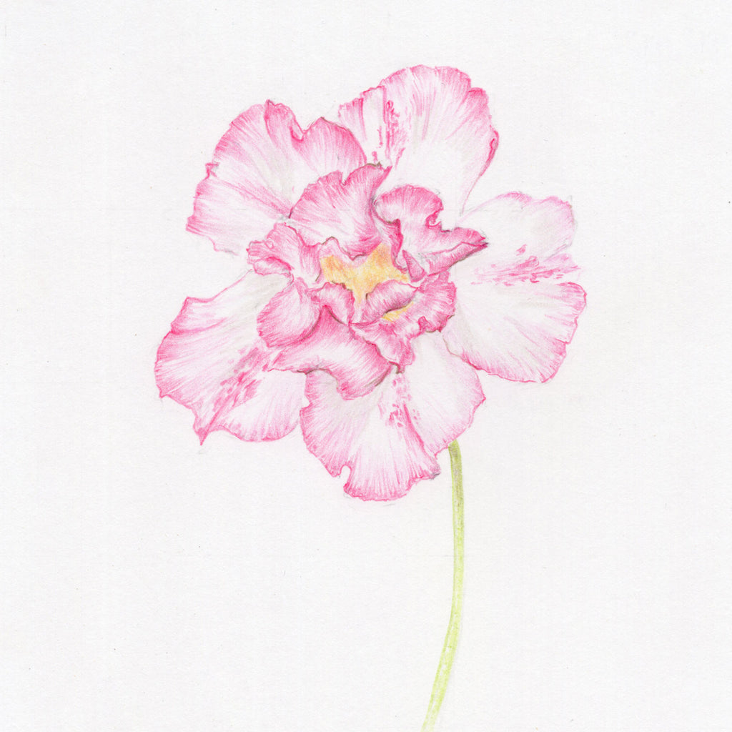 Azalea | Original Botanical Drawing – Carmen Hui Art