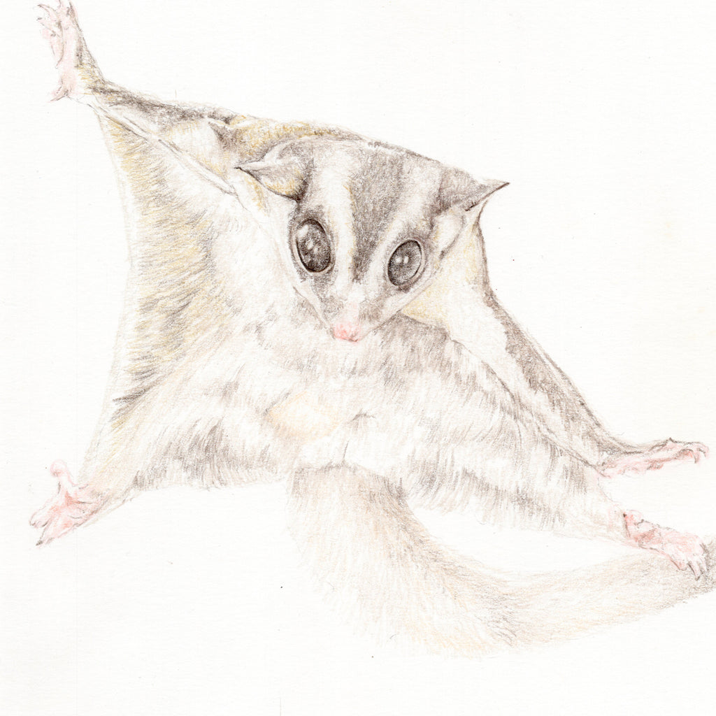 Daily-bonnie-combs: Sugar Glider For Sale Bristol