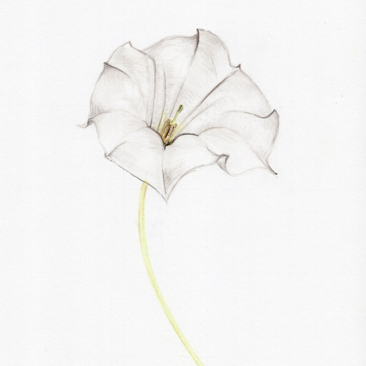 Moon Flower Original Botanical Drawing Carmen Hui Art & Illustration