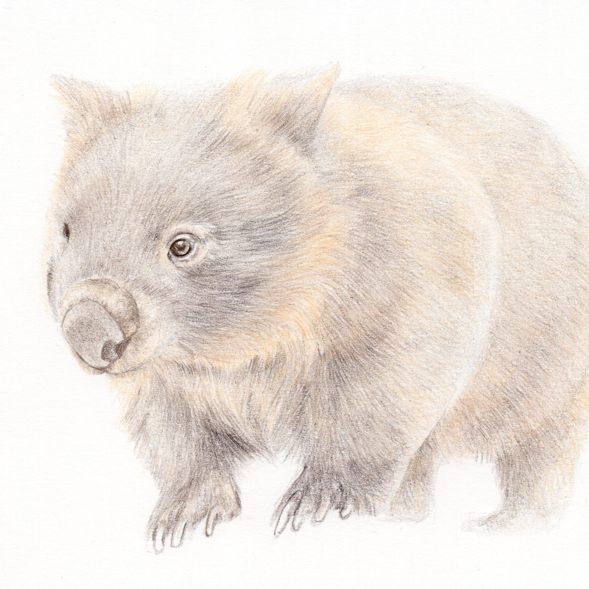 Wombat Original Pencil Drawing Carmen Hui Art & Illustration