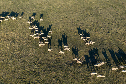 A photo of a flock of sheep from above. They are beautiful creatures! Image from GRIP6. 