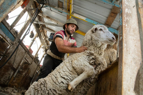 A sheep being sheared. Image from GRIP6.