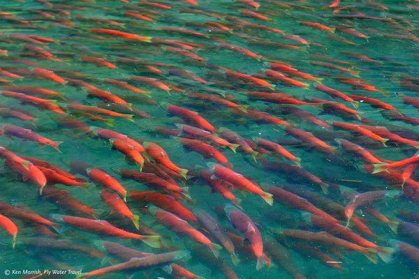 Wild salmon swimming in a river. Image from the Wild Salmon Center. 