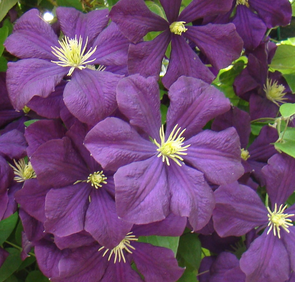 Clematis Etoile Violette | Brushwood Nursery, Clematis Specialists