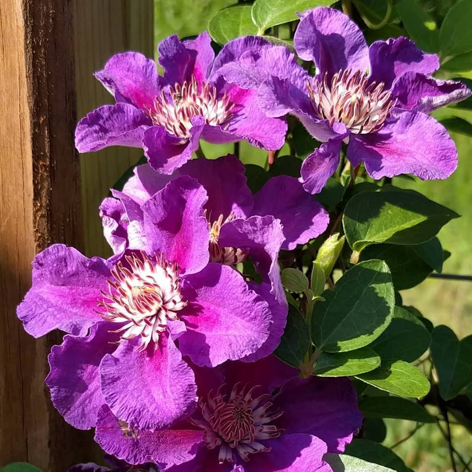 Клематис ашва Clematis Ashva