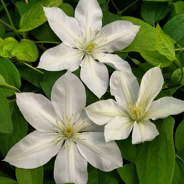 Clematis Baby Star | Brushwood Nursery, Clematis Specialists