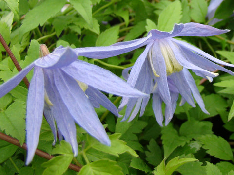 Clematis Blue Bird, Small Flowered Clematis - Brushwood Nursery, Clematis Specialists