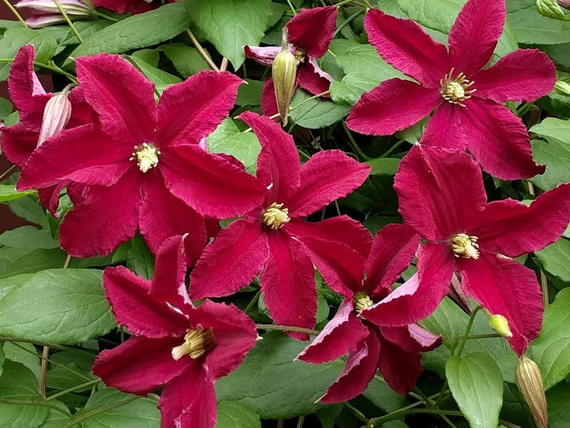 Burning Love | Nursery, Clematis Specialists