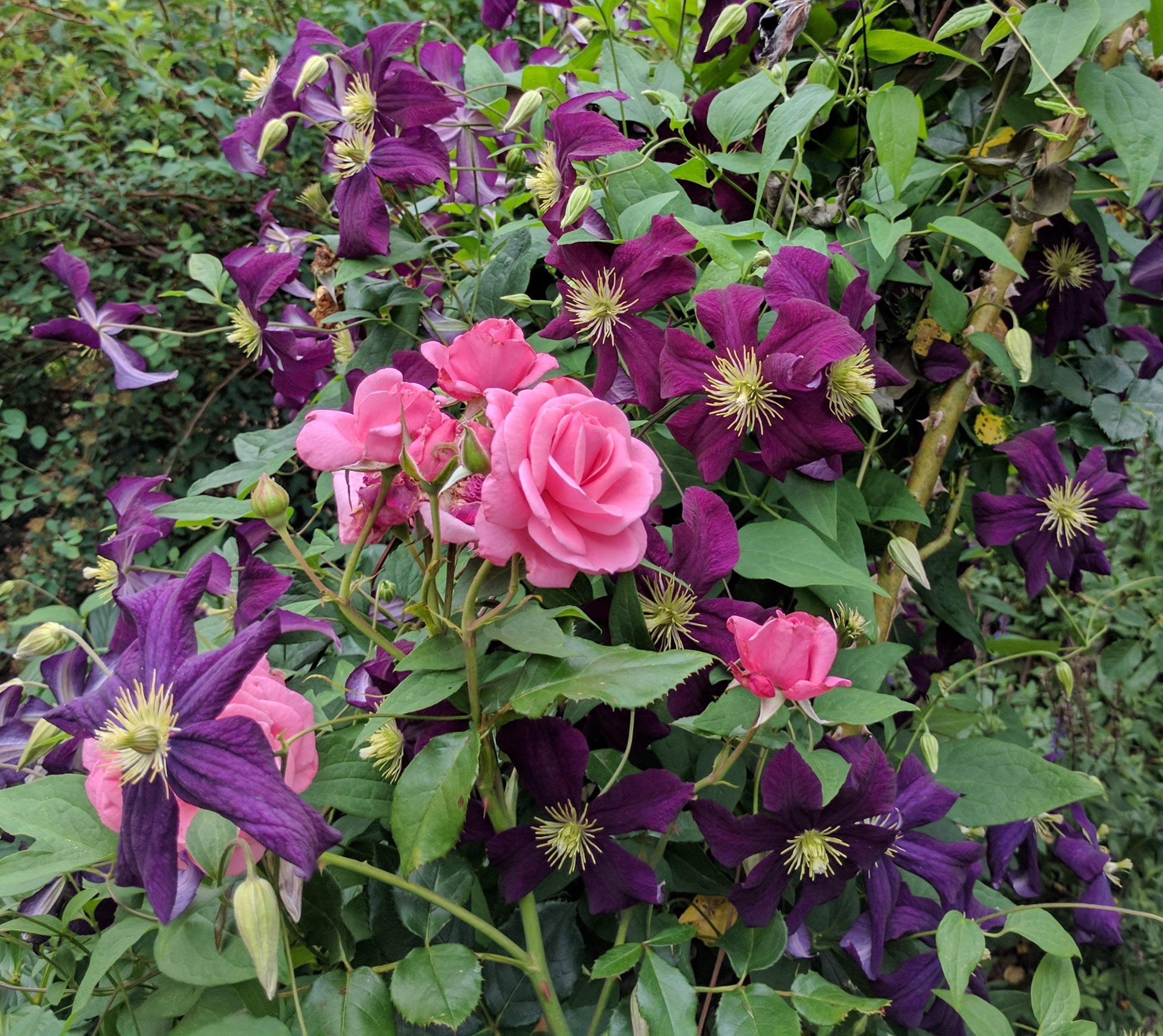 clematis arbor