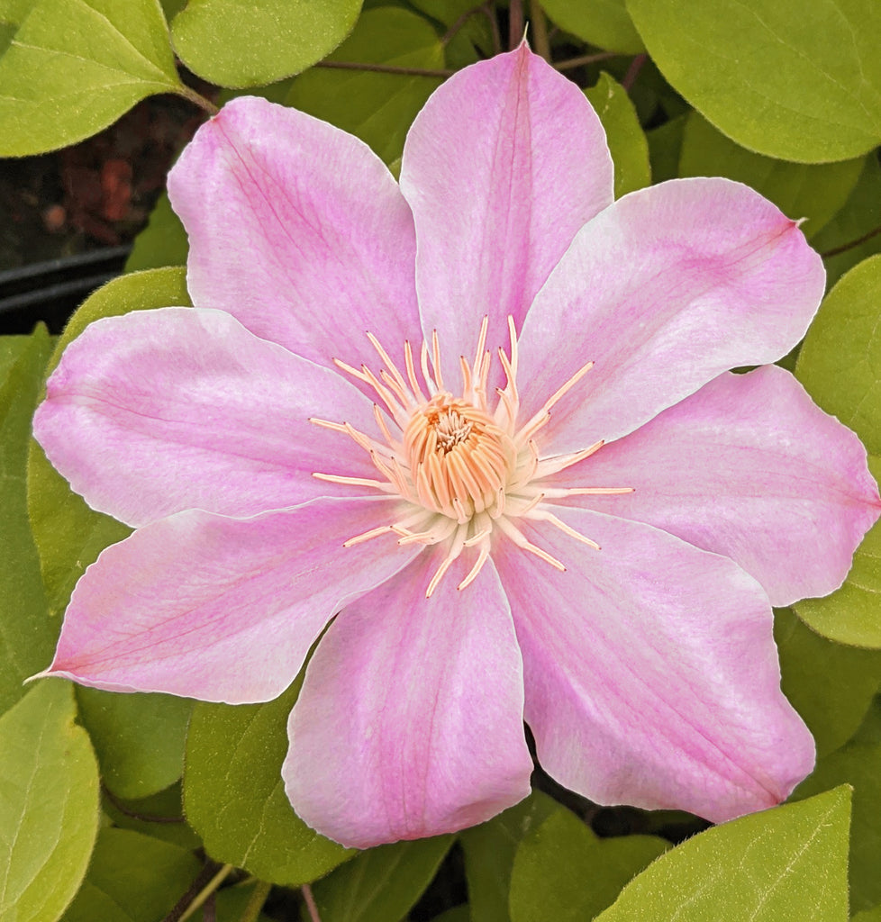 Clematis Irene | Brushwood Nursery, Clematis Specialists